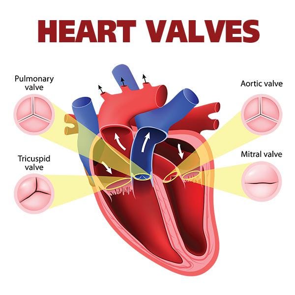 The normal heart has four valves, which open and close to control or regulate the blood flowing into the heart and away from the heart. The New Hanover Regional Medical Center Heart Valve Program offers comprehensive evaluation and diagnosis of heart valve disease.