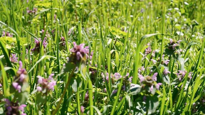 Cool-season weeds include henbit (shown here), chickweed and annual bluegrass (