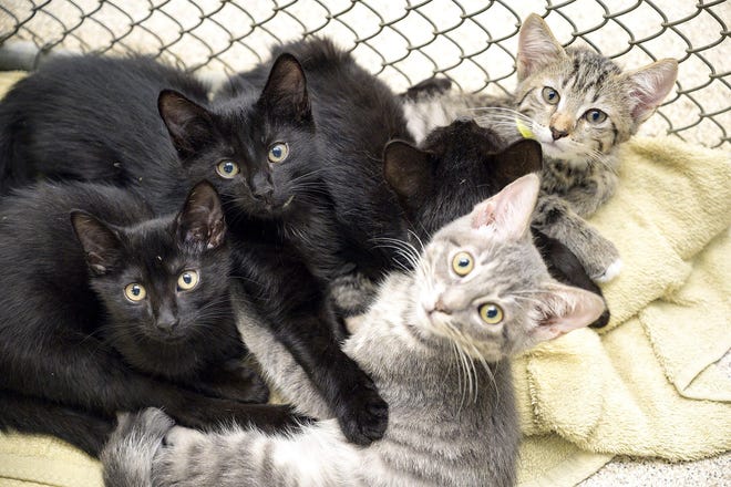 Kittens gather as they wait to be adopted at the Lake County Animal Shelter in Tavares. The Lake County Animal Shelter is partnering with PetSmart Charities to offer free adoptions for National Adoption Weekend. [Cindy Sharp/Correspondent]