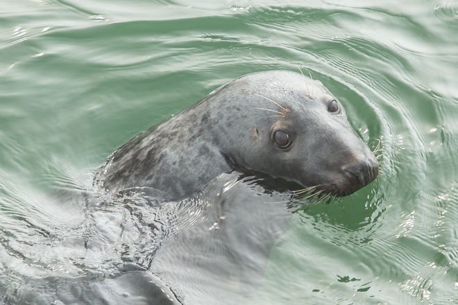 Learn about seals at Harwich Community Center on Saturday. Read the brief for details. [COURTESY GERRY BEETHAM]