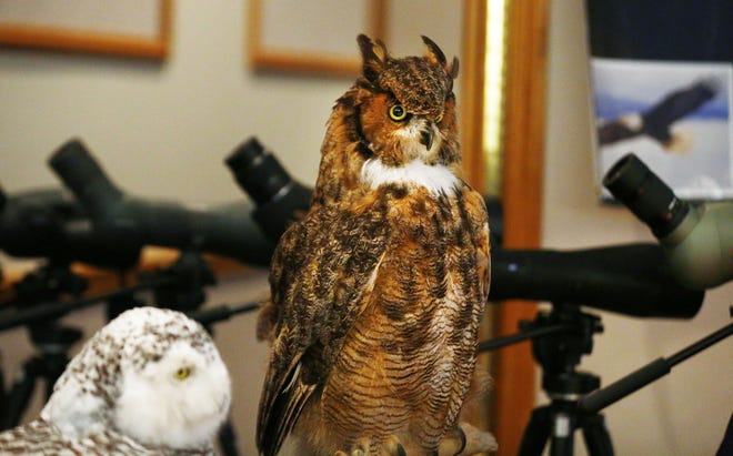 Two mounted owls gaze over the annual Ohio Bluebird Society conference from their perch on the Black Swamp Bird Observatory table at the Ashland University Convocation Center on Saturday,. The conference focused on the conservation of multiple species.