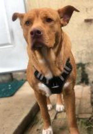 Zeus, a young male Labrador Retriever and American Staffordshire terrier mix, is available for adoption from SAFE Pet Rescue of Northeast Florida. Call 904-325-0196. Vaccinations are up to date.