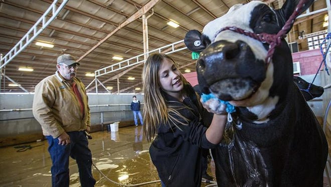 Taylor Simpson, 11, washes down her steer Panda as her dad, Brad Simpson, supervises as she gets Panda ready for showing at Rodeo Austin in 2018. [AMERICAN-STATESMAN 2018]
