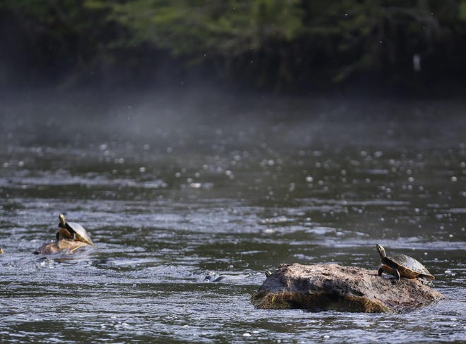 Turtles perch on rocks as steam rises off the warm surface of the Santa Fe River in High Springs in this 2018 file photo. The Suwannee River Water Management District’s staff is recommending its board deny a permit request that would allow Nestlé to pump 1.152 millions of gallons of water a day from the Santa Fe River system. [Brad McClenny/The Gainesville Sun]