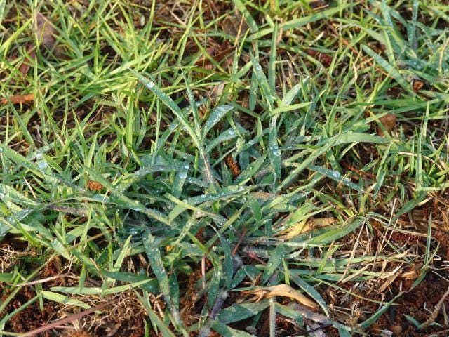 Weed and feed products are widely available at stores now, but be warned: many of them contain nitrogen and our grasses do not need nitrogen until May. Now is the time to apply pre-emergent herbicides that will control pests such as crabgrass. [UF/IFAS]