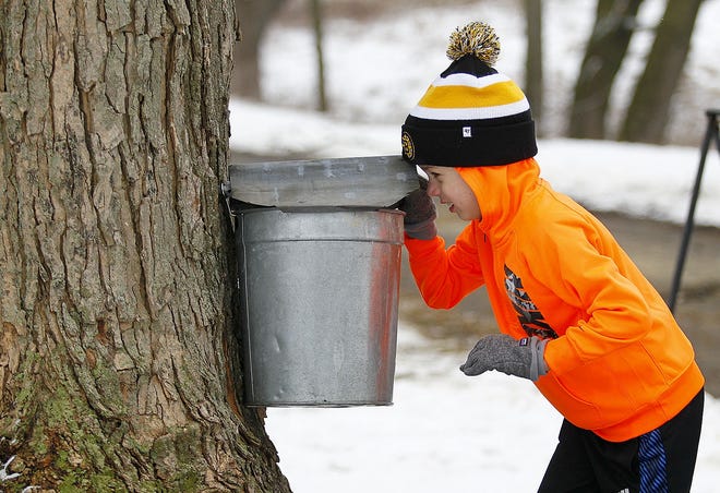 Maple Sugar Days at Brookwood Farm in Canton. The annual event organized by the Blue Hills Trailside Museum and the Department of Conservation and Recreation draws hundreds to see how maple sugar is made. (Greg Derr/The Patriot Ledger
