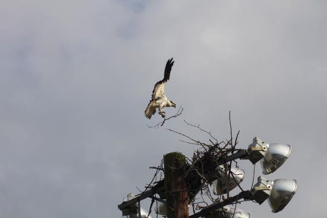 Went to vote on Tuesday and ran across this osprey building a nest. [PHOTO BY KAY SPENCER]