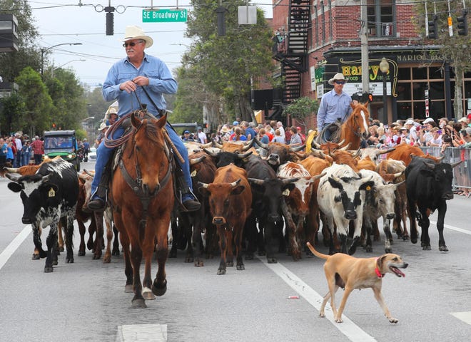 Cowboys lead steers through downtown Ocala during the annual Rotary Discovery Fest Cattle Drive and Cowboy Round-Up which ended up in Tuscawilla Park in Ocala on Feb. 10, 2018. [Ocala Star-Banner file photo]