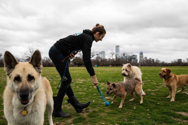 Alyssa Borowy from Adventure Days Pet Care plays with Chewie, Aina, Febe and Libby on a cloudy and rainy day at Zilker Park in Austin on Jan. 9. Expect overcast and cool weather on Saturday, before a warming trend. [LOLA GOMEZ / AMERICAN-STATESMAN]