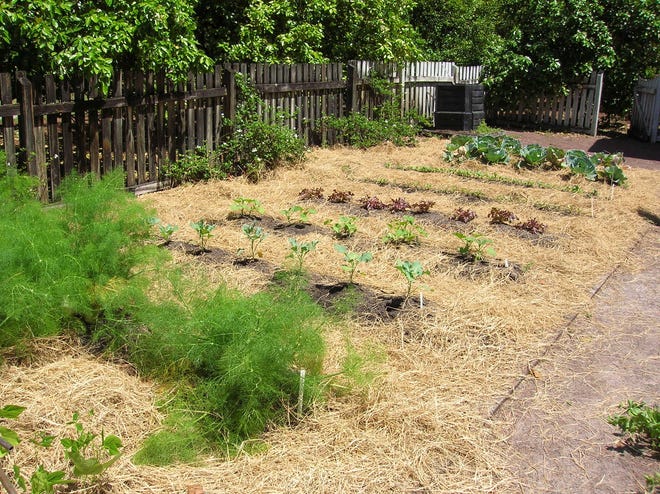 A variety of mulches can be used to cut down on weeds and keep soil temperatures moderated. Mulches eventually break down and help to enrich soils. (Lynette L. Walther/Correspondent)