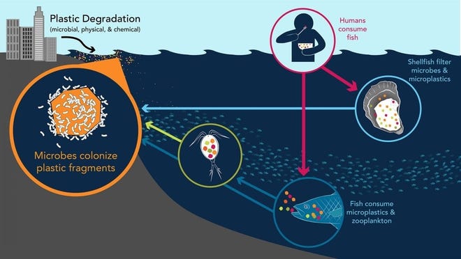 As microplastics make their way through the ocean's food chain, do they pose a health risk to animals and humans? [Courtesy of Creative Studio, Woods Hole Oceanographic Institution]