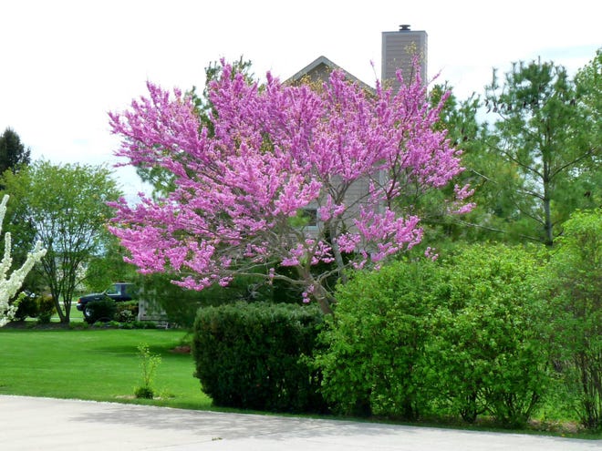 Redbud trees offer a welcome dose of spring color. [Franklin Soil and Water Conservation District]