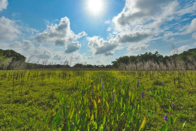 Funding from the state’s Florida Forever program was used to purchase the Orange Hammock Ranch in North Port earlier this year. State lawmakers have approved $100 million in funding for Florida Forever for the next fiscal year. [Photo provided by SRQ360 Photography]