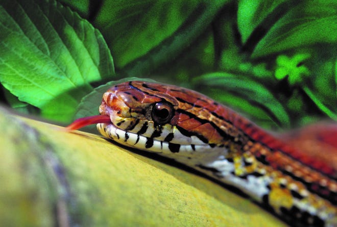 Common illnesses that may affect snakes