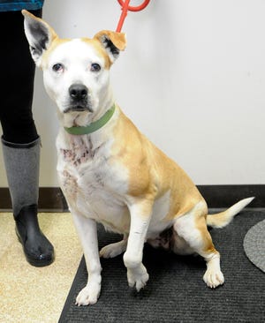 Feebi, a pit bull mix, is this week’s Ashland County Dog Shelter Pet of the Week.