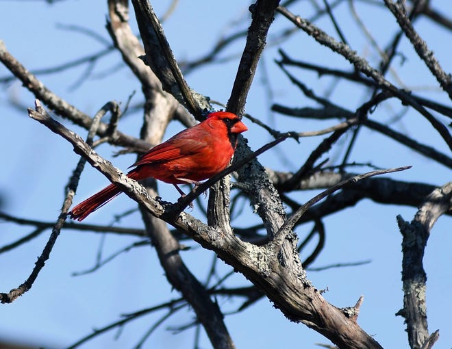 A cardinal sits in a tree in a backyard in Provincetown. [BANNER STAFF PHOTO BY VINCENT GUADAZNO]