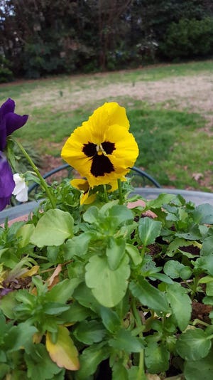 My pansy is smiling, as to say, "good morning." The bowl of pansies has looked beautiful all winter. [PHOTO BY PEGGY BENOY]