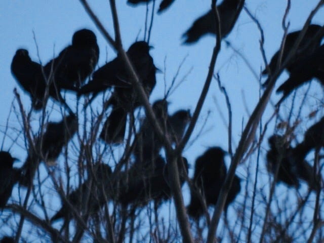 Crows staging. [Photo by Frank Peace]