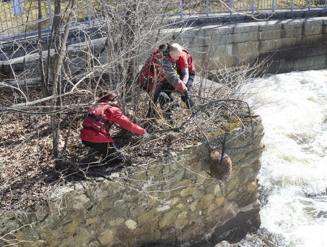 Members of the Animal Rescue League of Boston rescued this distressed beaver from a ledge on March 5 in Wellesley. The beaver was recently returned to his home. [Courtesy Photo / Animal Rescue League]