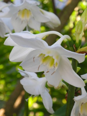 Intoxicatingly-fragrant eucharis lilies look just like white daffodils. Their attractive deep green glossy broad foliage stays green all year long. (Lynette L. Walther/Correspondent)