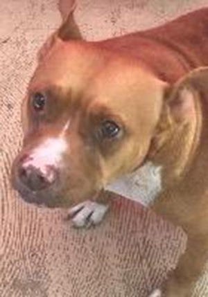 Fancy, an adult female American Staffordshire Terrier, is available for adoption from SAFE Pet Rescue of Northeast Florida. Call 904-325-0196. Vaccinations are up to date.