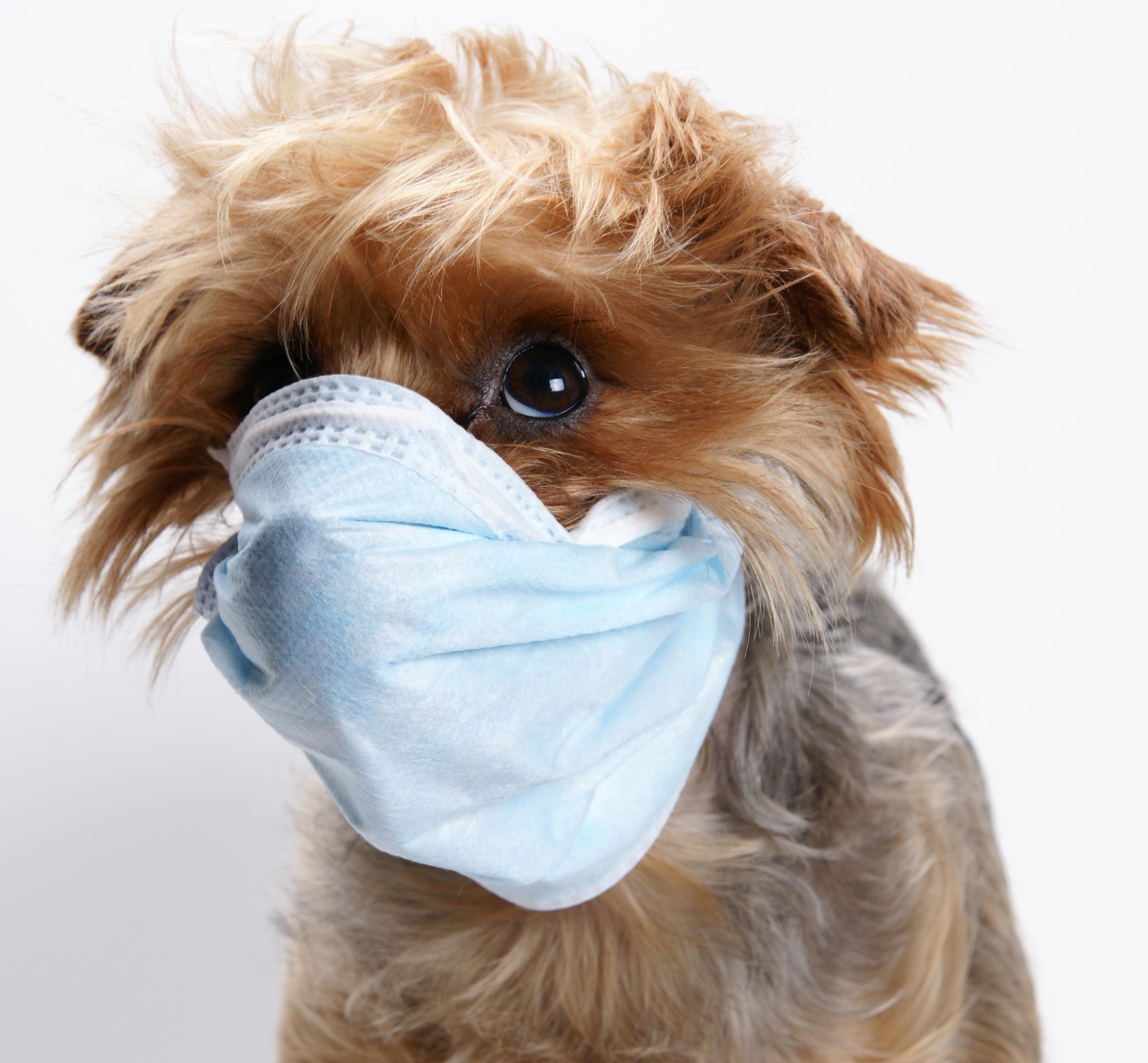 Can Humans Get Sick From Puppies