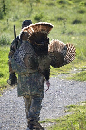 A successful Rio Grande turkey hunter begins the trek back to camp after calling in and killing a mature gobbler in Central Texas. Rio Grandes readily come to the call and offer a challenging hunt for spring hunters. [Mike Leggett for Statesman]