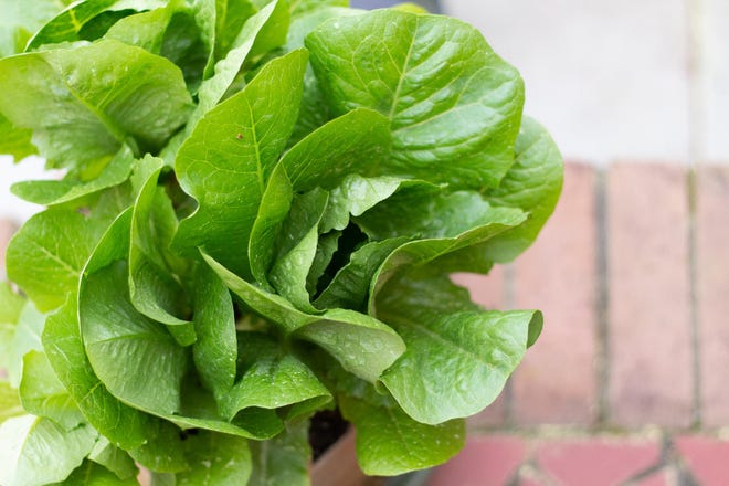 All shapes and sizes of lettuces are perfect for planting in the spring. [Courtney Johnson]