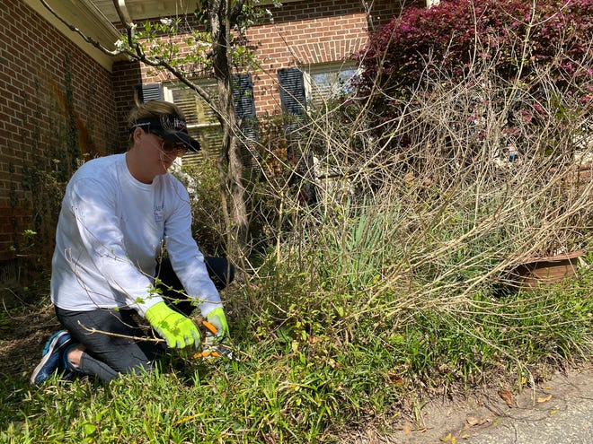 Paige Tribou trims shrubs at her mother’s house on Friday, March 27, 2020, to fill her time after getting laid off due to closures associated with the coronavirus. [HUNTER INGRAM/STARNEWS]