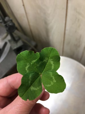 Kimberly found this in our yard. It is a beautiful four leaf clover. [PHOTO BY HELENE PRICE]