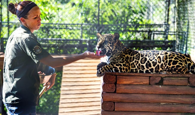 St. Augustine Wild Reserve volunteer Lindsay Ehrlich feeds a 5-month-old jaguar on Monday. The jaguar and his twin brother are among the approximately 50 large animals at the reserve that owner Deborah Warrick is caring for on her property near the World Golf Village. [PETER WILLOTT/THE RECORD]