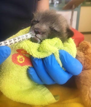 A baby fox found in the middle of the road in Middleborough with a scraped nose is being cared for at the Cape Wildlife Center. (Katrina Bergman)