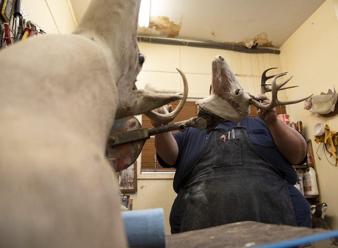 Alex Martinez, 38, finishes mounting a deer on Dec. 20 at Martinez Brothers Taxidermy. [ANA RAMIREZ/AMERICAN-STATESMAN]