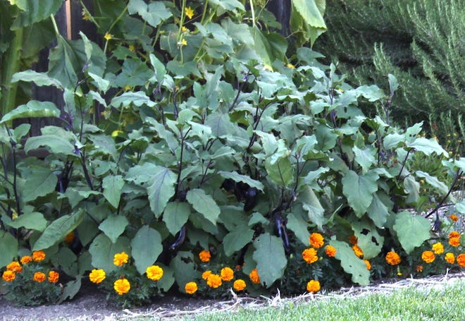 Japanese eggplants interplanted with marigolds for pest control and a splash of color. [COURTESY OF KATHY IKEDA]