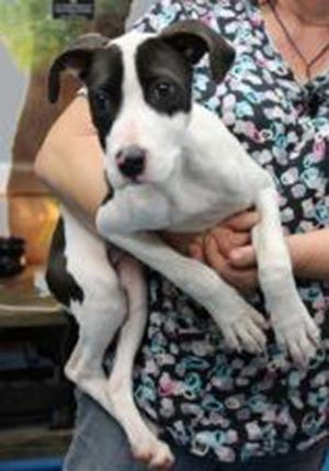 Asia, a baby female American Staffordshire Terrier, is available for adoption from Wags & Whisker Pet Rescue. Routine shots are up to date. For information, call 904-797-1913 or go to wwpetrescue.org to see more pets.