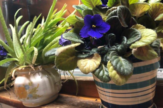 An African violet, right, and an aloe vera plant in Marquette, Michigan. Gardening at home feels good and is easy to do in coronavirus quarantine. [JACKIE JAHFETSON/THE MINING JOURNAL VIA AP]