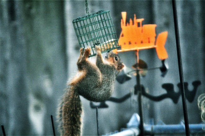A squirrel attempts to nibble food inside a bird feeder. [Courtesy Brenda Casanova] Send us your photos at www.hutchnews.com/submit