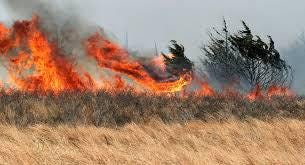 An out-of-control grassfire consumers cedar trees in this file photo.
