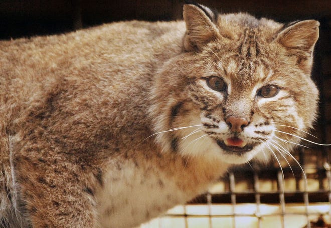 Bobcats aren't easy to spot, but there is no question they're roaming these parts. [Associated Press file photo]