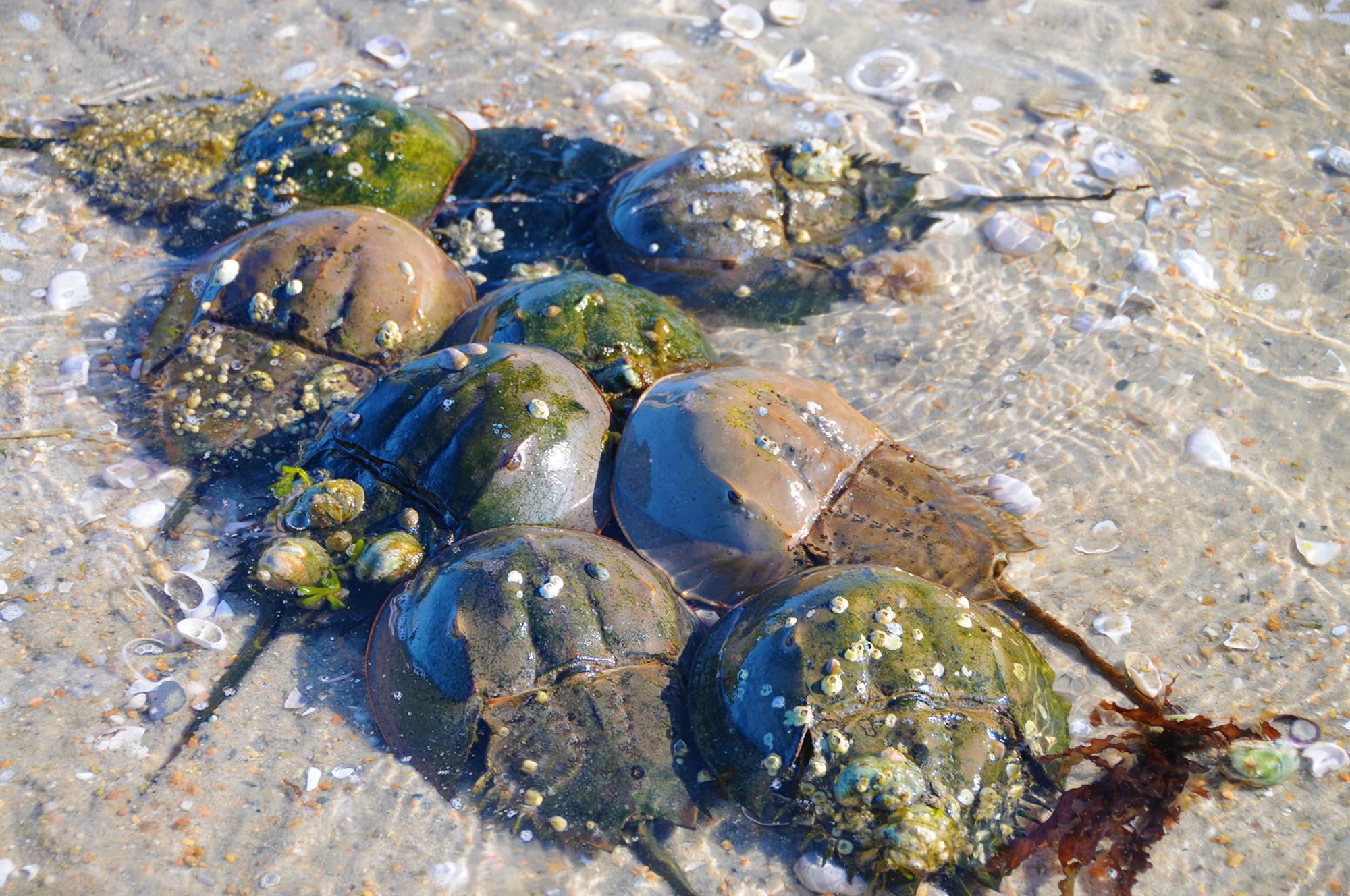 Spotlight: crabs vital to people and