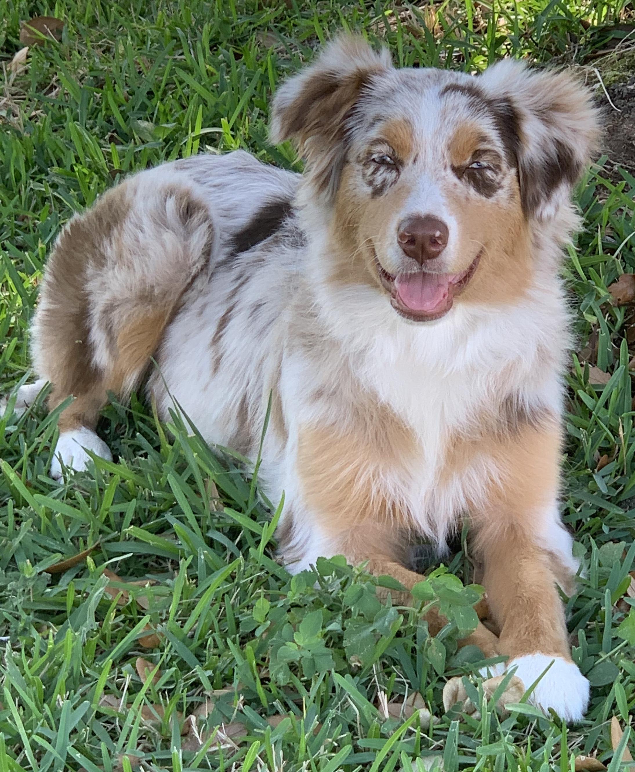 All About Dogs Pushy Puppy Fluffy Picks Up On Your Energy