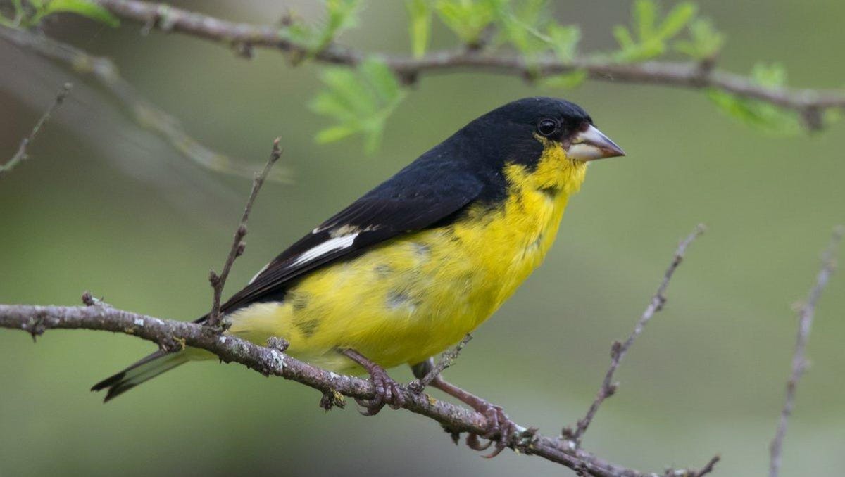 Photos: Central Texas backyard birds