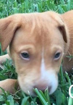 Camden, a baby male mixed breed, is available for adoption from Wags & Whisker Pet Rescue. Routine shots are up to date. For information, call 904-797-6039 or go to wwpetrescue.org to see more pets.