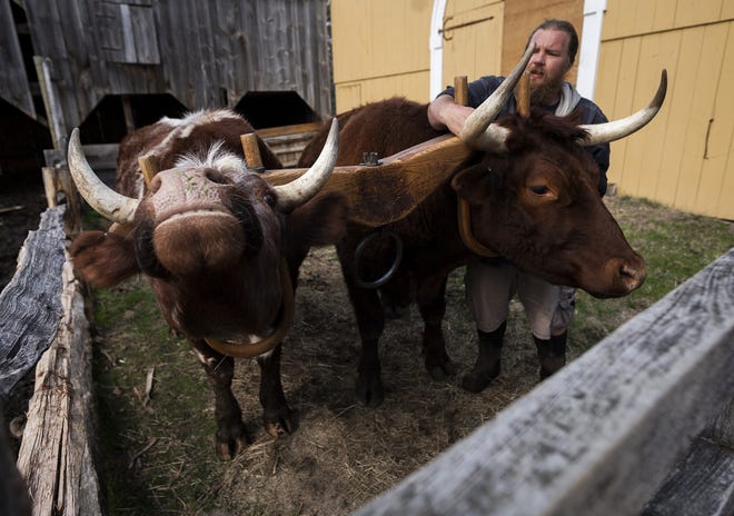 Oxen Tom and Sid prepare to go on a walk with Dave Hruska, coordinator of agriculture, as he goes about his daily duties at Old Sturbridge Village on Wednesday. [T&G Staff/Ashley Green]