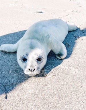 The harp seal pup, a male now named Owls Head, which was found on the beach in Minot. [Photo Courtesy of Craig Keefe]