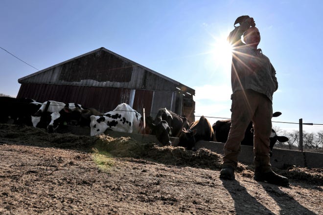Andrew Ferry, who runs the Pine Hill Dairy farm in Westport, is struggling to make ends meet, like most dairy farmers across the region. 

[PETER PEREIRA/THE STANDARD-TIMES/SCMG ]