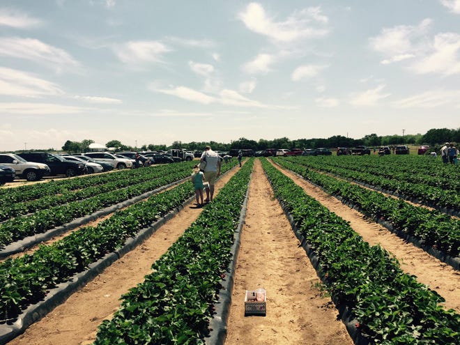 Pick your own strawberries at Sweet Berry Farm through mid-May. [Kristin Finan/American-Statesman]