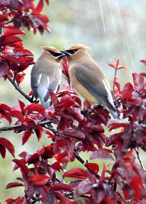 Carolyn Silva of Jackson used a Nikon D7500 DSLR camera to photograph a pair of cedar waxwings on a plum tree in her backyard.