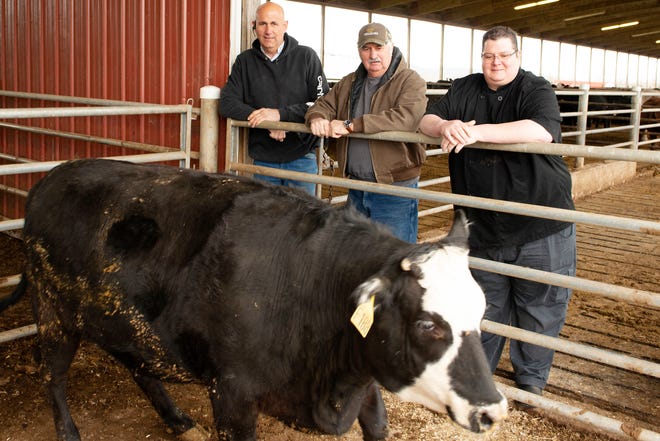 Randy Raber ,of Red Hill Farms, left, Garry Burroughs, of The Farm Bureau, center, and Steve Wagner, chef at the Bear's Den Steakhouse, look over a steer. Redhill Farms is donating a steer to be butchered and presented to the food pantry.