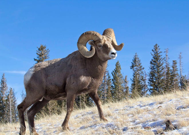 File photo of a bighorn ram. This is not the ram that was poached. [ODFW]